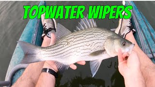 INCREDIBLE TOPWATER WIPER AND WHITE BASS FEEDING FRENZY! (WHOPPER PLOPPER WIPERS)