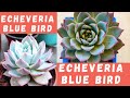 ECHEVERIA BLUE BIRD