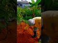 Proses penanaman pokok durian Black Thorn atau Duri Hitam. #musangking #blackthorn #durian #ochee