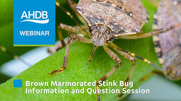 Brown Marmorated Stink Bug information and question session