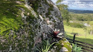 ENTRADA DO SÍTIO ESTÁ FICANDO LINDA COM ESSAS PLANTAS