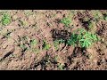 Mais um vídeo mostrando um pouco do meu dia dia aqui na roçar sítio cajueiro Lagoa salgada RN 