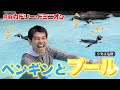 【実は危険】ペンギンとプールに入る夢を叶えました。