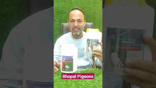 Udenge Kabutar Jitna aap Chahenge Bhopal Pigeons ke saath #pigeon