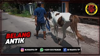 BELANG ANTIK!! Calon Kuda Sandel Super Koleksi Baru Sidomulyo Stable