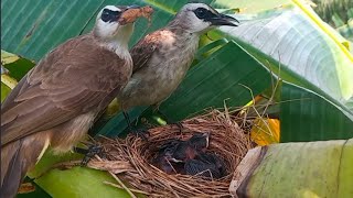 Baby is very hungry The mother bird likes to play with food | 5 days