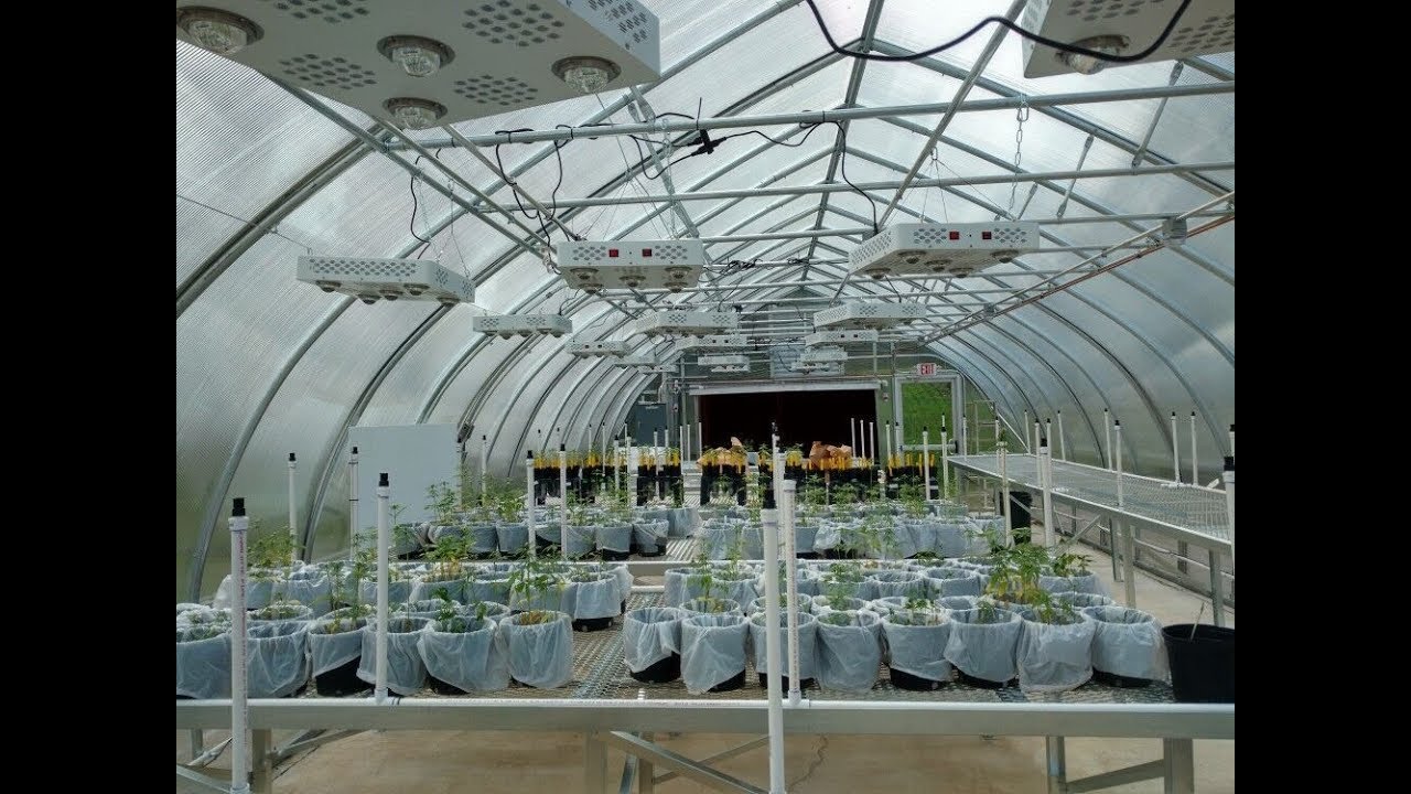 New:1200w LED Grow Light .3 Switches.Full Spectrum UV-IR. 5W+150W COB