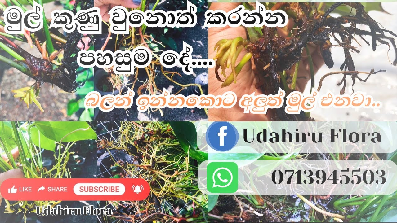 දැන් ඉතින් මුල් කුනු උනාට බය වෙන්න ඕන නෑ | How to root an anthurium plant easily🪴💦 ලේසිම ක්‍රමය🌷🌱