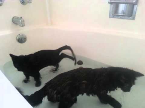 cats taking baths and loving it