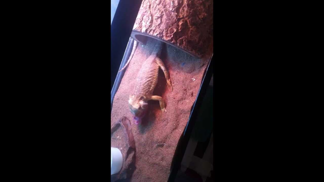 scorpion mortal kombat bearded dragon eats baby rats