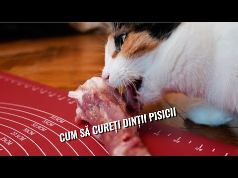 Video: Nealinierea Dinților La Pisici - Malocluzia La Pisici