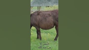 سورة الأنفال و،،كا.نك تسمعها لأ،؛و.ل مر.ة🏵️🌼،.❣️❤️،💖؛؛💟🌻بصوت الشيخ حمزة مد؛بو.ح 💖💙🌷؛،💓🌸،؛💚💘