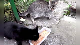Feeding Strays Throughout Ukraine Helping Needy Cats