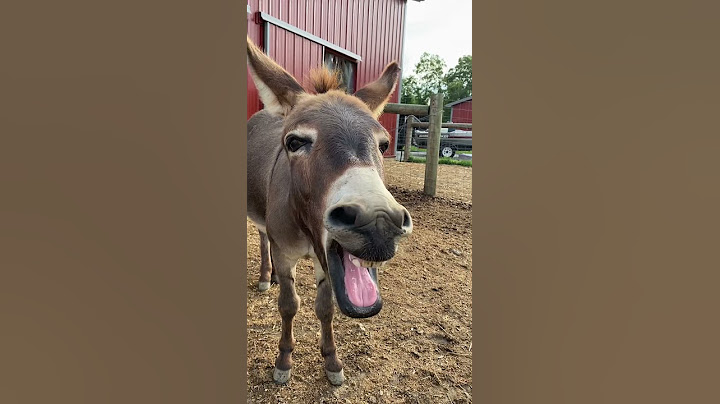 This donkey has something to say!!