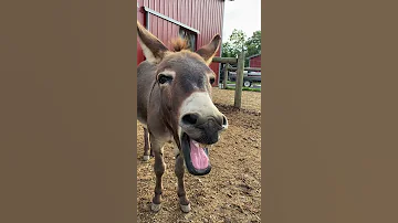 This Donkey Has Something To Say 