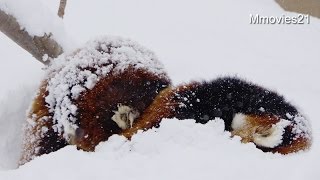 Red Pandas in heavy snow~雪を被り眠るレッサーパンダ