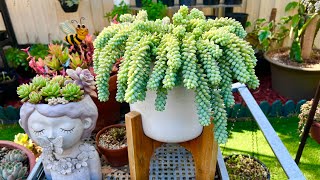 How to Multiply Burros Tail