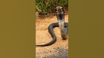 Những loài rắn nguy hiểm nhất #rắnhổmây #rắnhổmang #rắnhổmangchúa
