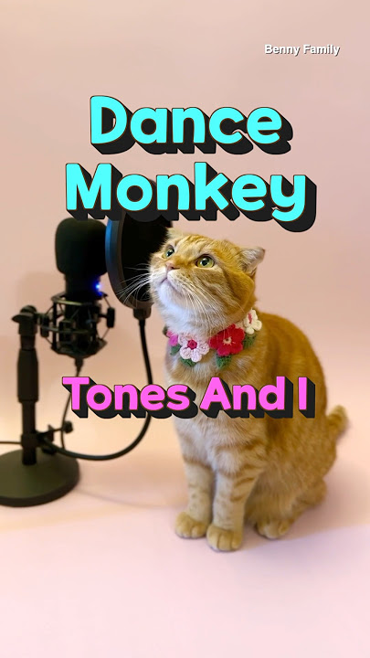 베니의 ‘Dance Monkey(댄스몽키)’ - TONES AND I cover by Benny the Cat #shorts