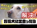 【盲導犬】町で出会ったら出来る小さいけれど大きなお手伝い|OWNDAYS TV