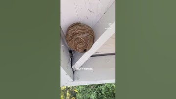 I wish I had know this earlier! Chemical free hornets nest solution! #homehacks #hometips #beesnest