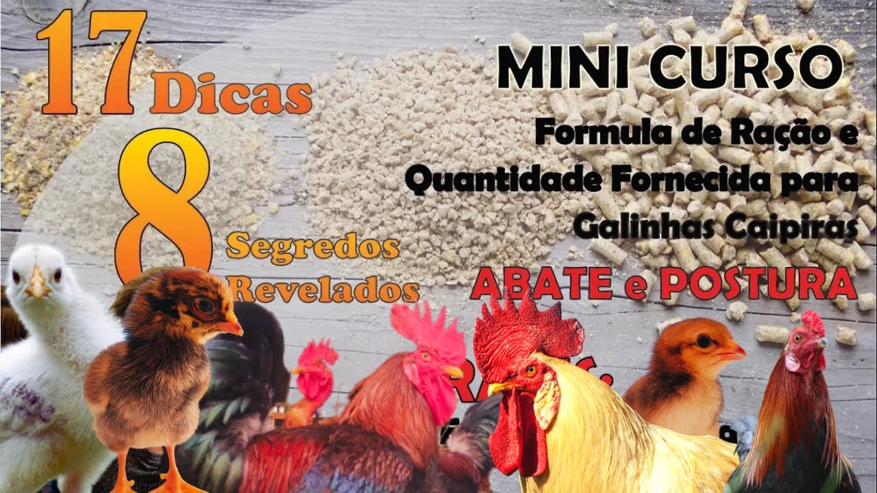 Galinha caipira: aprenda sobre as aves