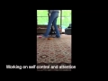 Toy Toss, Dog Training, St. Cloud MN, Brainerd MN Toy Toss, Dog Training, St. Cloud MN, Brainerd MN
