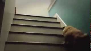 Мопс поднимается по лестнице