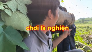 cách bắt ong soi và địa điểm. ai chơi rồi cũng nghiện.