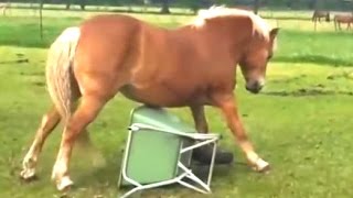 Funny Horse Videos Compilation 2014 [New]