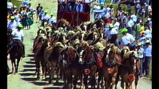 Sparrow 40-horse hitch, 1993, long version - YouTube