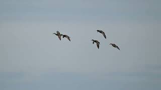 Mergansers, Mallards And A Fast-Moving Deneye