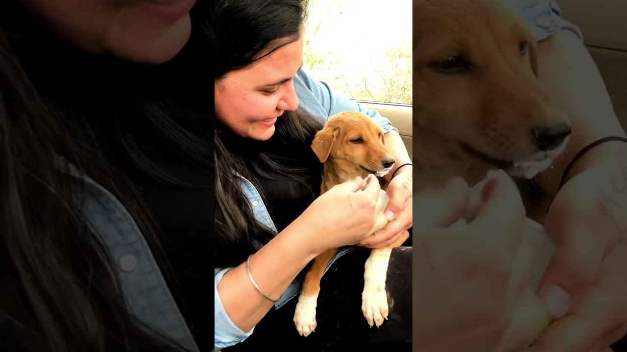 puppy love and care Indian desi dog 