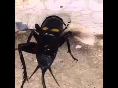 فيديو: لماذا تغرد الصراصير؟