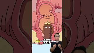 Formação Da Hemorroida Constipação