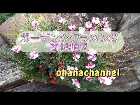ガーデンシクラメンの寄せ植え Garden Cyclamen Planting Arrangement Youtube
