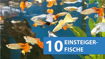 Sind Fische im Aquarium glücklich?