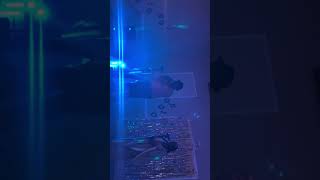 David Payne & the Paynettes