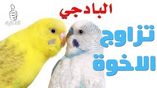 تزاوج الاخوة في البادجي