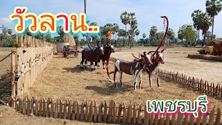 พาชม"สนามกีฬา​แข่งขัน​วัว​ลาน" บ้านลาด​ เพชรบุรี​#​วัว​ลาน​#ตะลอน​เที่ยว​ทั่ว​ไทย​