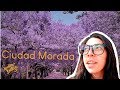 Historias de Jacarandas