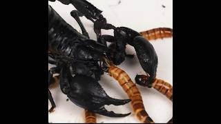 Emperador Escorpion Vs Mucho Zophobas Morio #scorpio #araña #shorts