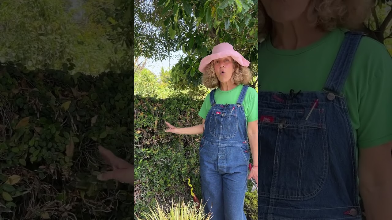 What you NEED to know before planting Ficus Repens