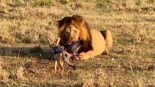 Jackal Testing A Male Lion