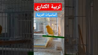 أساسيات تربية الكناري - طرق انجاح تربية طيور الكناري