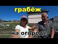 Огородный грабёж. Кто всё утащил. Новинки участка. Садим спаржу. Гостагаевская