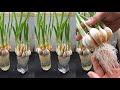 Trồng tỏi đơn giản tại nhà chỉ cần dùng nước | planting garlic just using fresh water