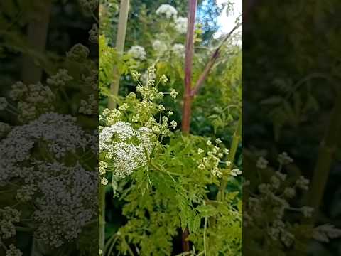 Vídeo: Bellena és una planta verinosa. Intoxicació per plantes verinoses. Henbane negre