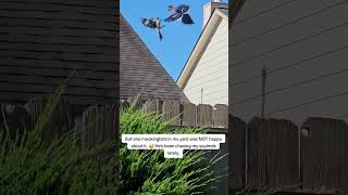 Mockingbird vs. blue jay. The peanut battle.  #mockingbird#bluejay#birdwatching