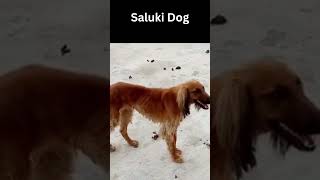 Saluki Dog #shorts #dog #doglover